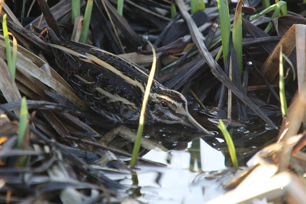 Jack Snipe