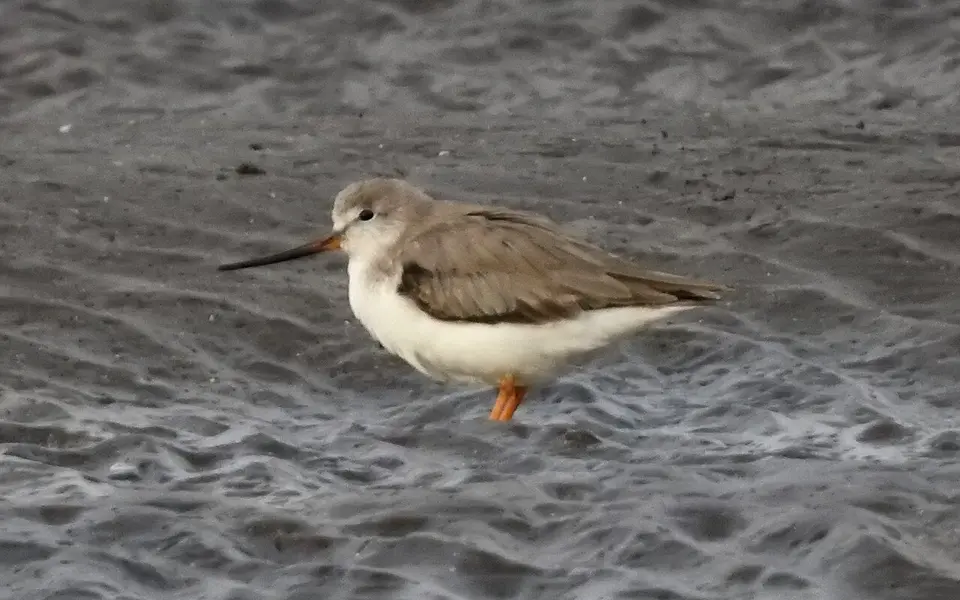Terek Sandpiper (Xenus cinereus) — photo 3 of 4