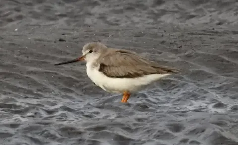 Terek Sandpiper (Xenus cinereus) — photo 3 of 4