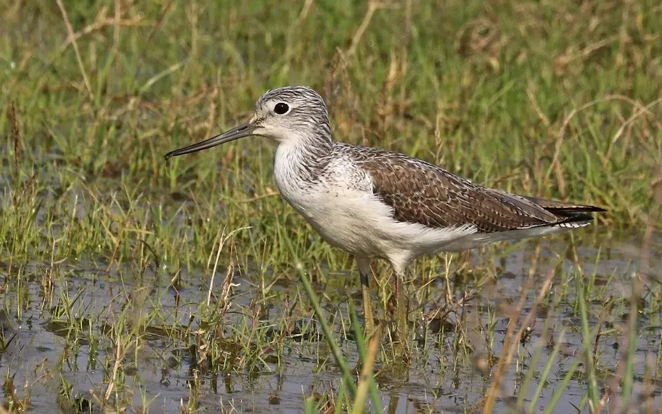 Common Greenshank (Tringa nebularia) — photo 3 of 4
