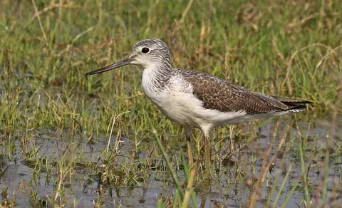 Common Greenshank