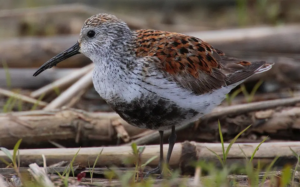 Dunlin (Calidris alpina) — photo 4 of 5