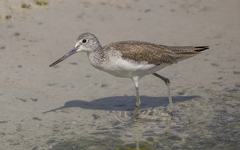 Common Greenshank (Tringa nebularia) — photo 2 of 4