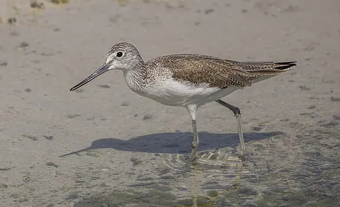 Common Greenshank
