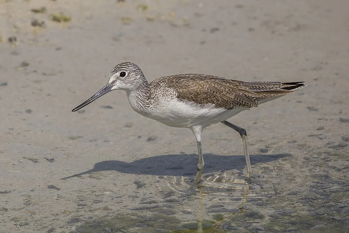 Common Greenshank