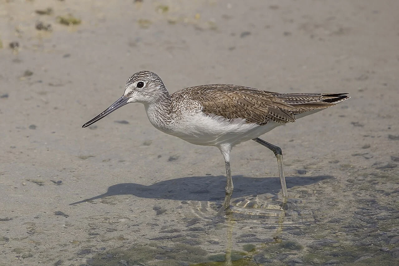 Common Greenshank