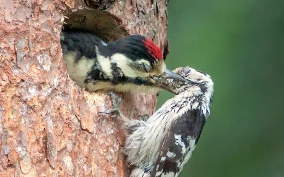 Lesser Spotted Woodpecker (Dryobates minor) — photo 4 of 4