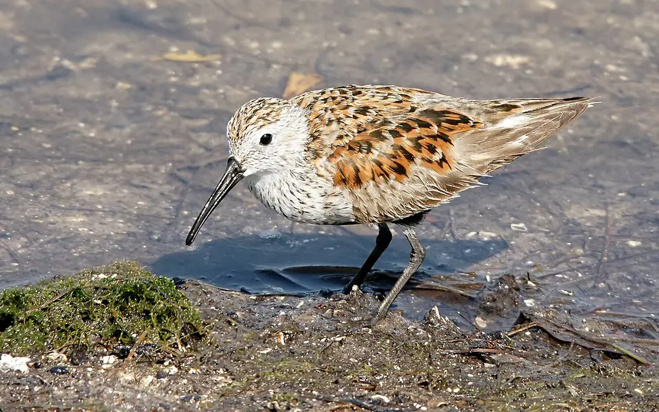 Dunlin (Calidris alpina) — photo 2 of 5