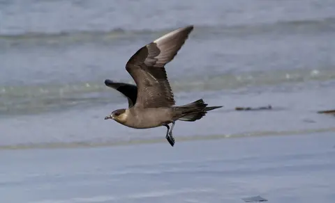 Parasitic Jaeger (Stercorarius parasiticus) — photo 2 of 6