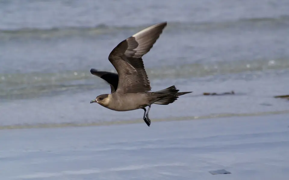 Parasitic Jaeger (Stercorarius parasiticus) — photo 2 of 6