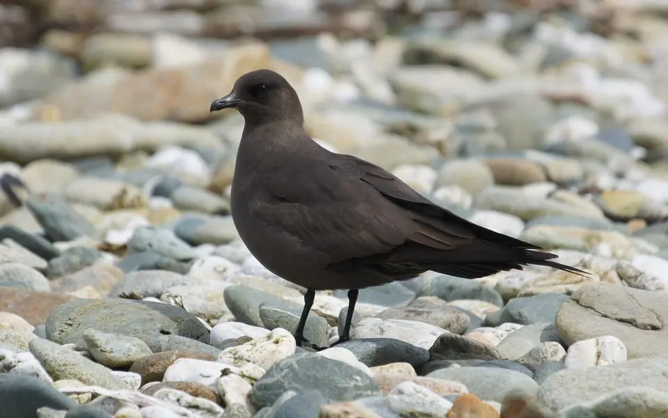 Parasitic Jaeger (Stercorarius parasiticus) — photo 3 of 6