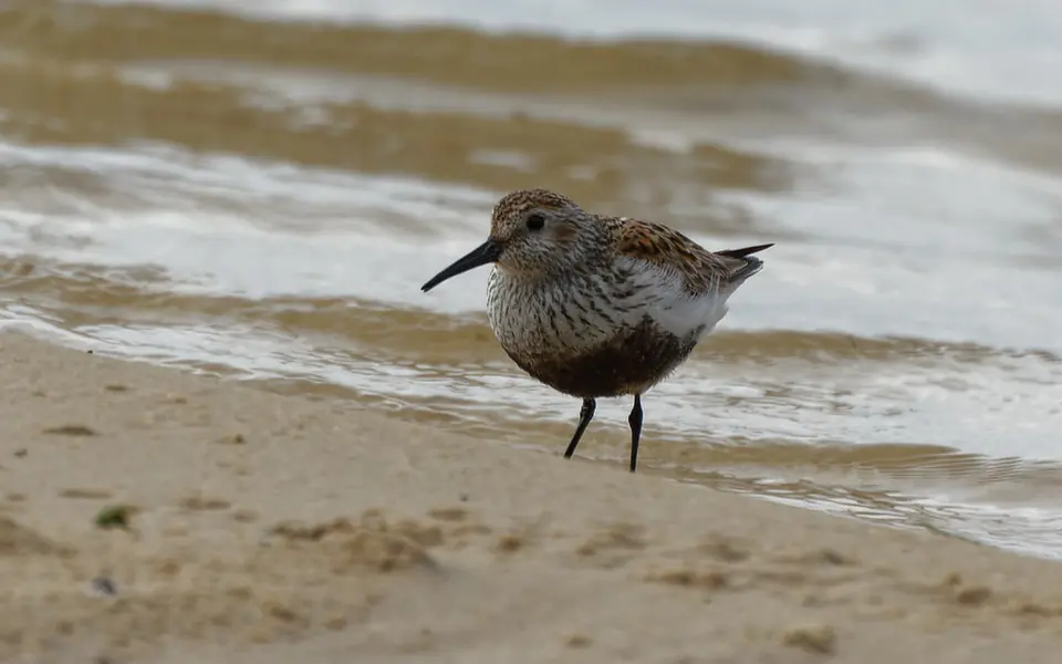 Dunlin (Calidris alpina) — photo 3 of 5