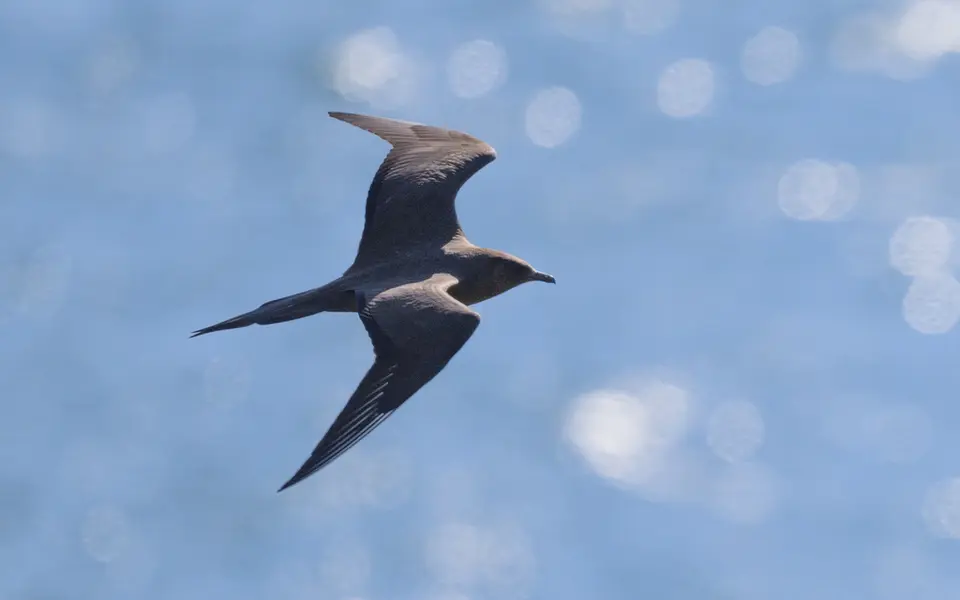 Parasitic Jaeger (Stercorarius parasiticus) — photo 4 of 6