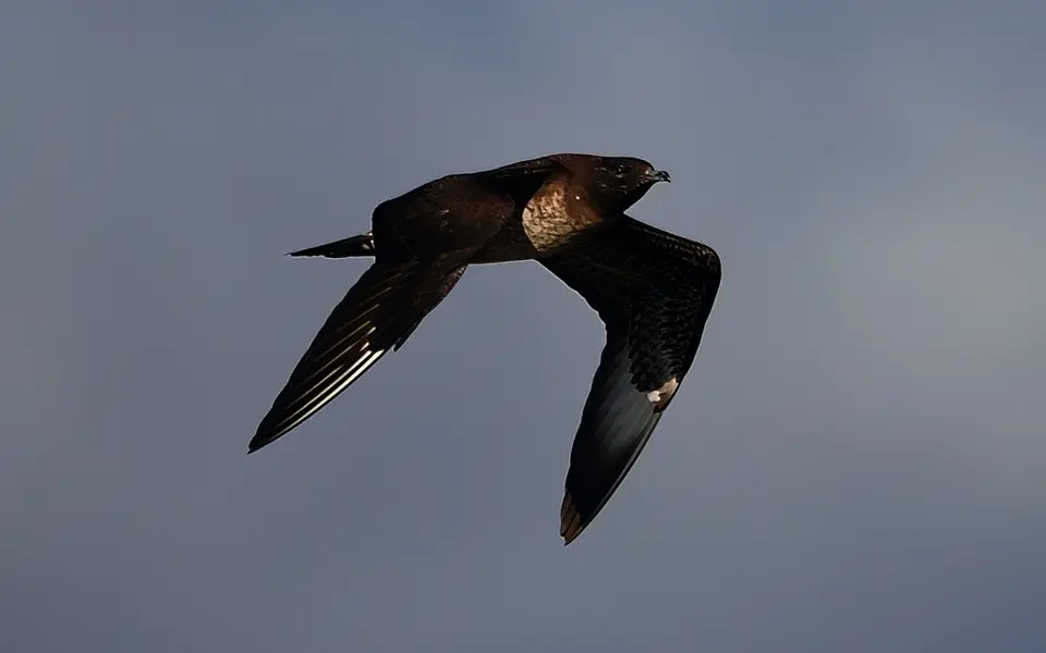 Parasitic Jaeger (Stercorarius parasiticus) — photo 5 of 6