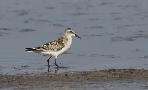 Little Stint (Calidris minuta) — photo 2 of 4