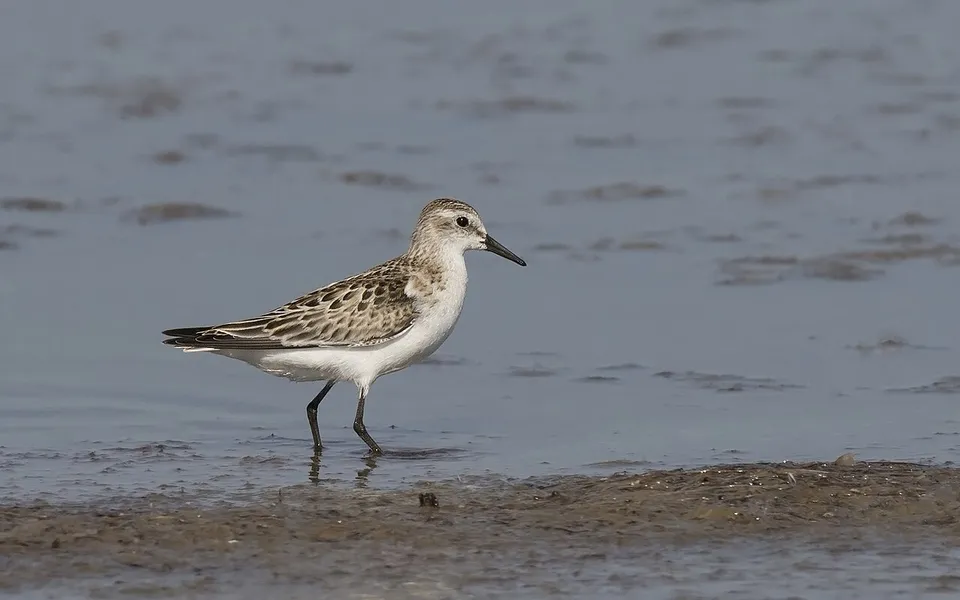 Little Stint (Calidris minuta) — photo 2 of 4