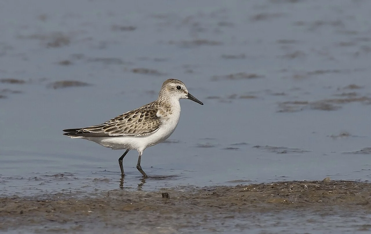 Little Stint (Calidris minuta) — photo 2 of 4