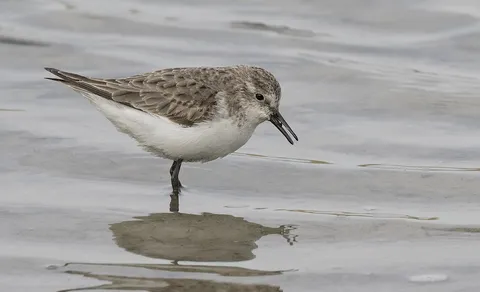 Little Stint (Calidris minuta) — photo 3 of 4