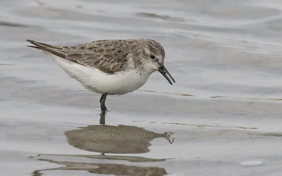 Little Stint (Calidris minuta) — photo 3 of 4