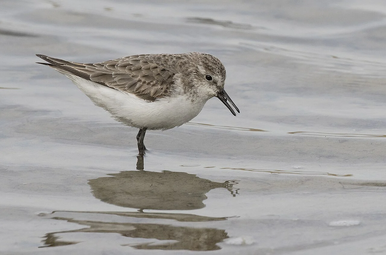 Little Stint (Calidris minuta) — photo 3 of 4