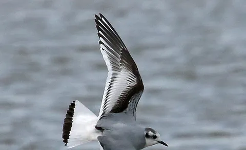 Little Gull (Hydrocoloeus minutus) — photo 2 of 4