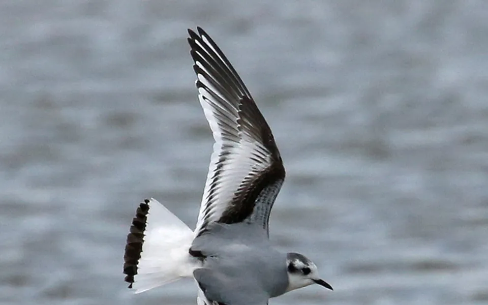 Little Gull (Hydrocoloeus minutus) — photo 2 of 4