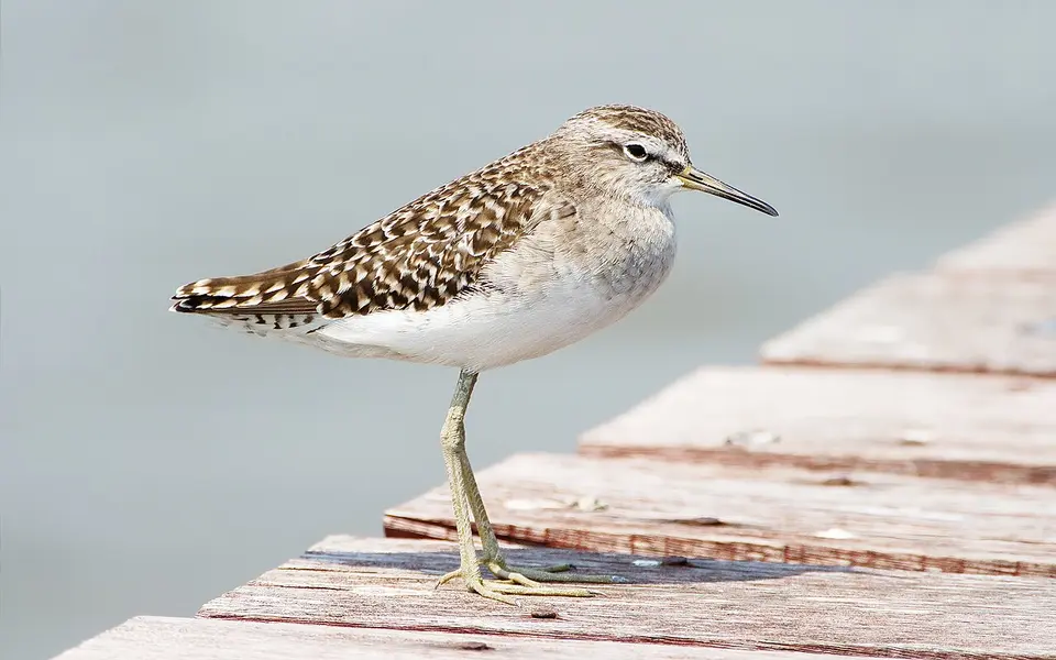 Wood Sandpiper (Tringa glareola) — photo 3 of 5