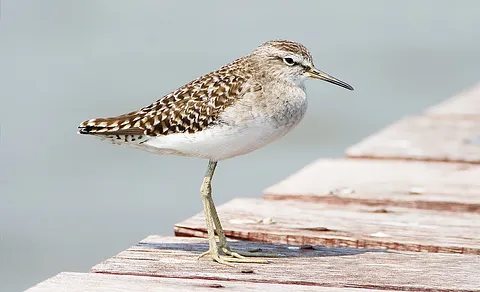 Wood Sandpiper
