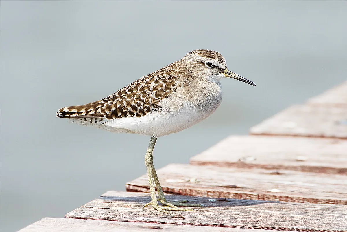 Wood Sandpiper