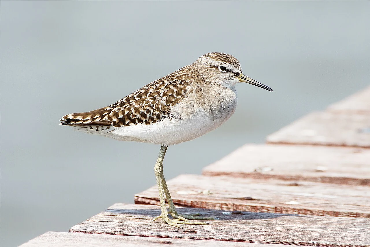 Wood Sandpiper