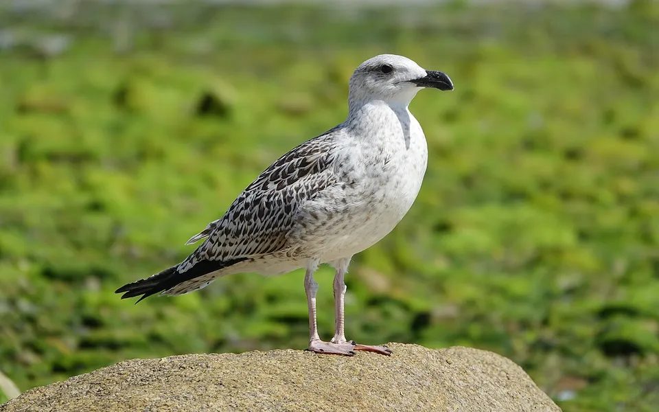European Herring Gull (Larus argentatus) — photo 5 of 5