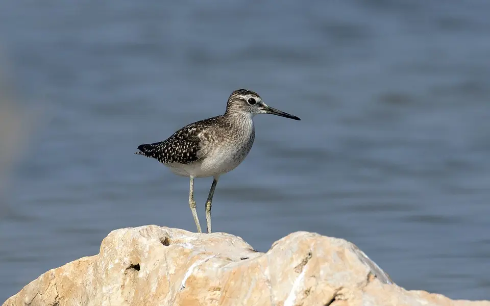 Wood Sandpiper (Tringa glareola) — photo 5 of 5