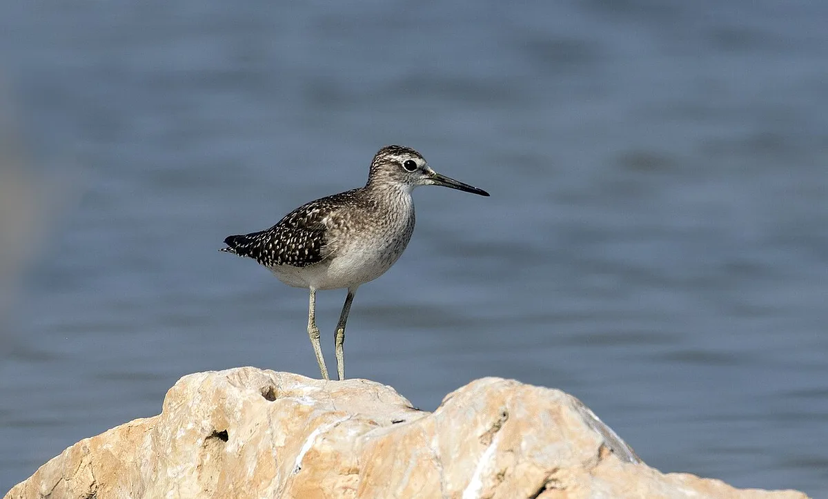 Wood Sandpiper