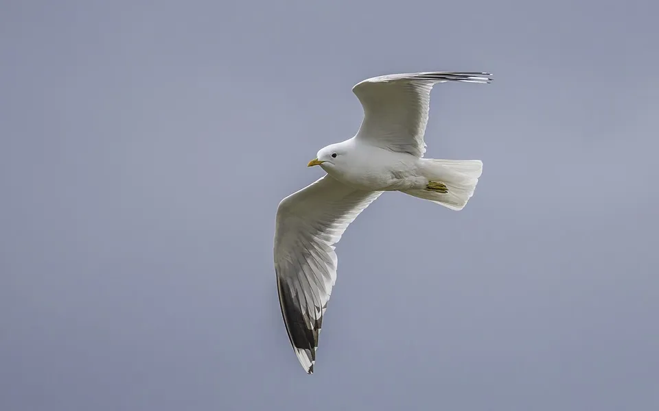 Common Gull (Larus canus) — photo 3 of 6