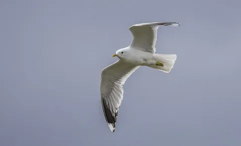 Common Gull (Larus canus) — photo 3 of 6