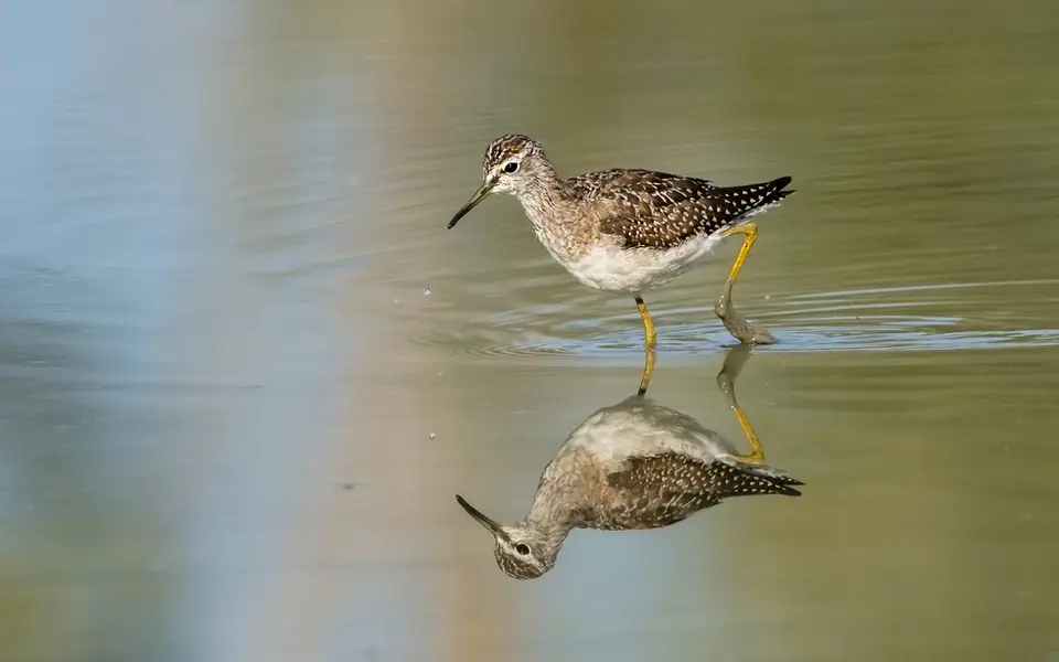 Wood Sandpiper (Tringa glareola) — photo 4 of 5