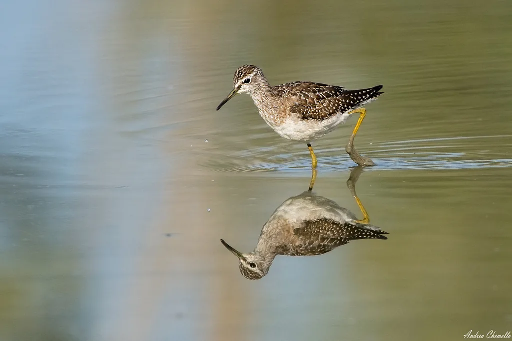Wood Sandpiper