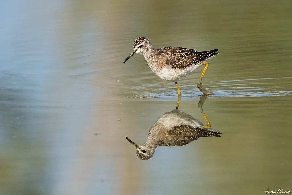 Wood Sandpiper