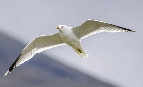 Common Gull (Larus canus) — photo 2 of 6