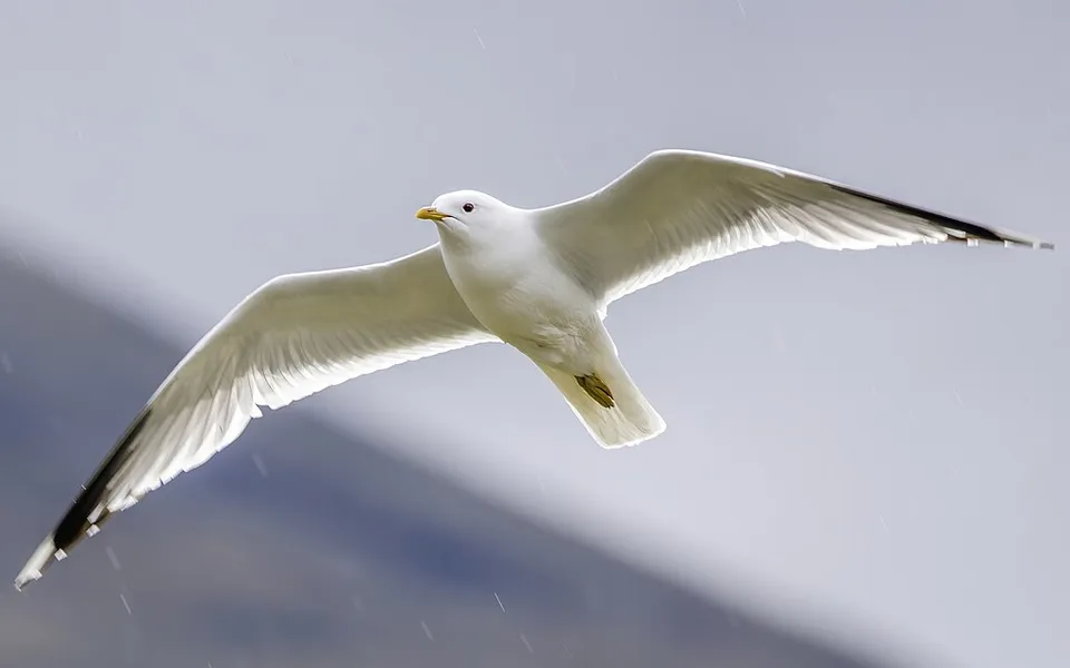 Common Gull (Larus canus) — photo 2 of 6
