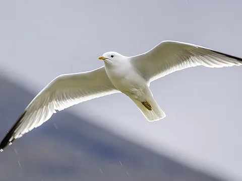 Сизая чайка