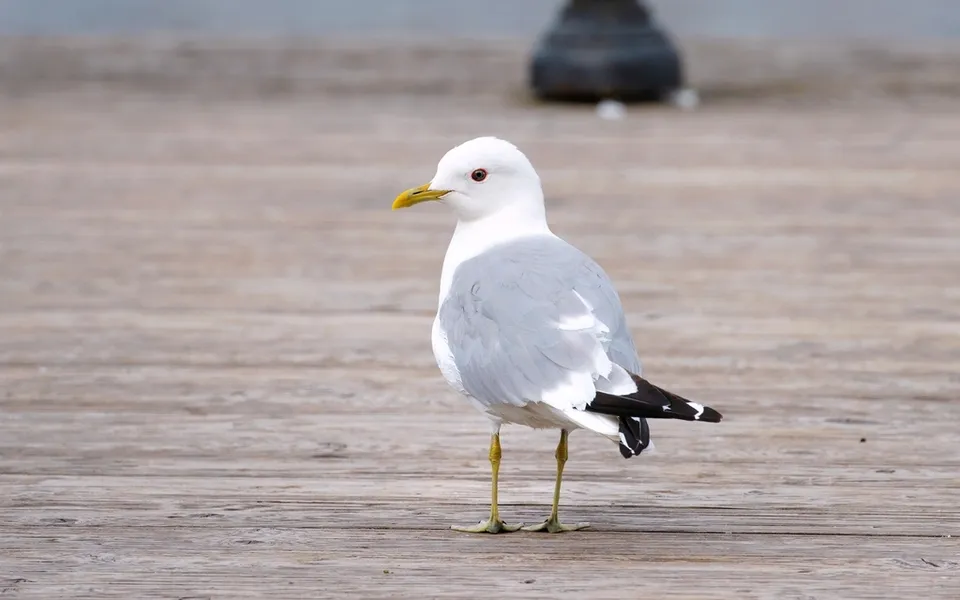Common Gull (Larus canus) — photo 5 of 6