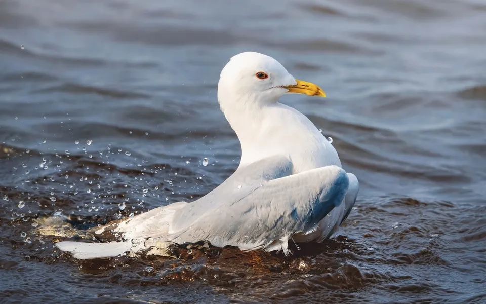 Common Gull (Larus canus) — photo 4 of 6