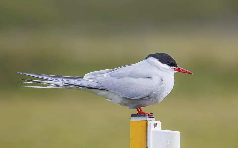Arctic Tern (Sterna paradisaea) — photo 2 of 5