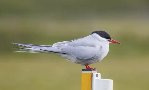 Arctic Tern (Sterna paradisaea) — photo 2 of 5