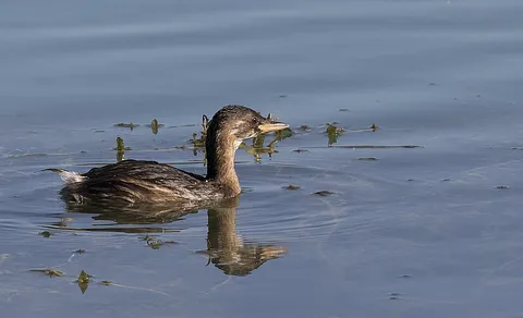 Little Grebe (Tachybaptus ruficollis) — photo 2 of 3