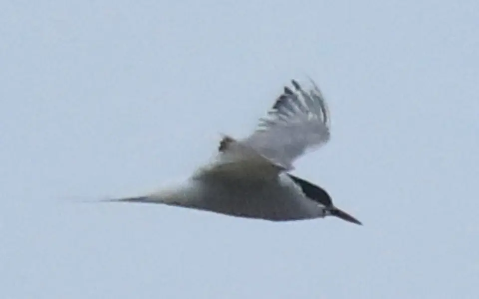 Arctic Tern (Sterna paradisaea) — photo 3 of 5