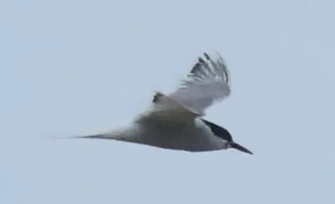 Arctic Tern (Sterna paradisaea) — photo 3 of 5