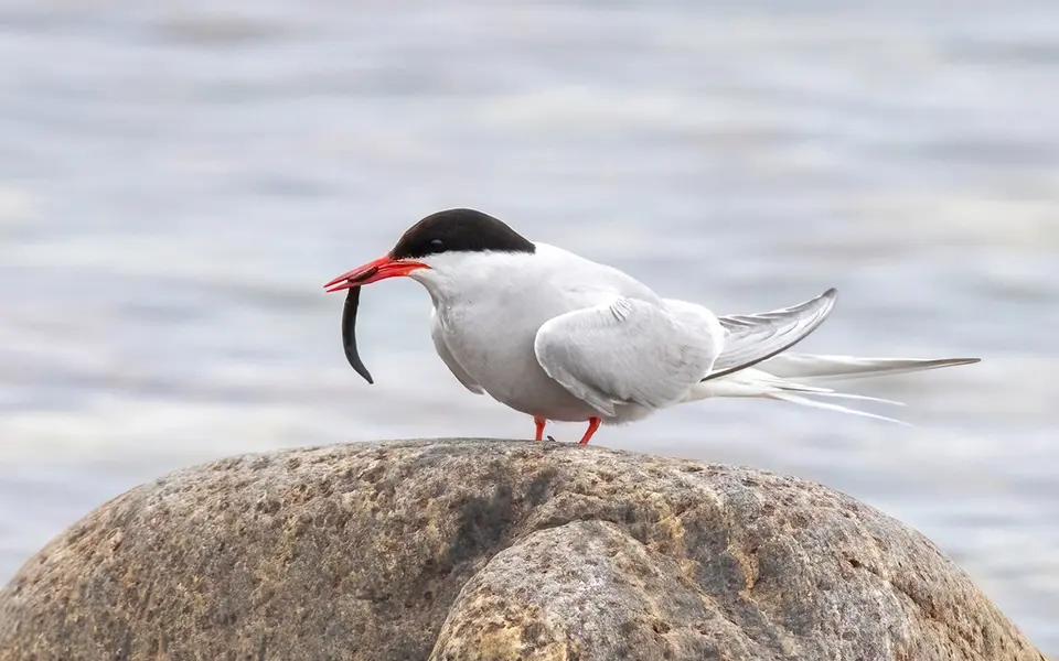 Arctic Tern (Sterna paradisaea) — photo 4 of 5
