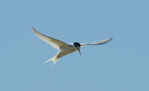 Little Tern (Sternula albifrons) — photo 2 of 4